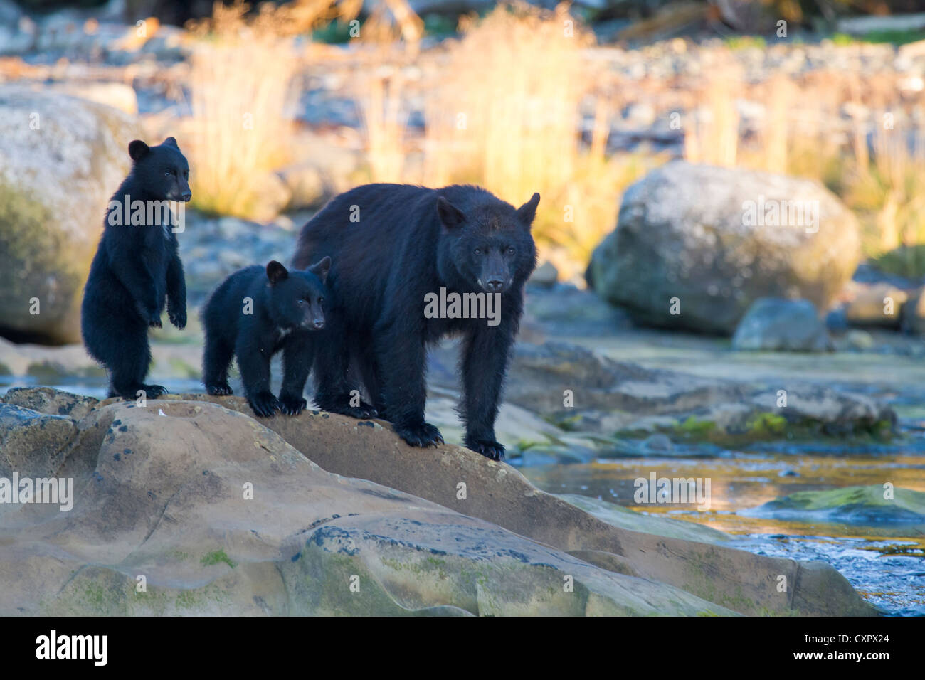 Schwarzer Bär Mutter mit jungen Jungen auf Felsen an der Mündung des Flusses Vancouver Island Kanada keogh Stockfoto
