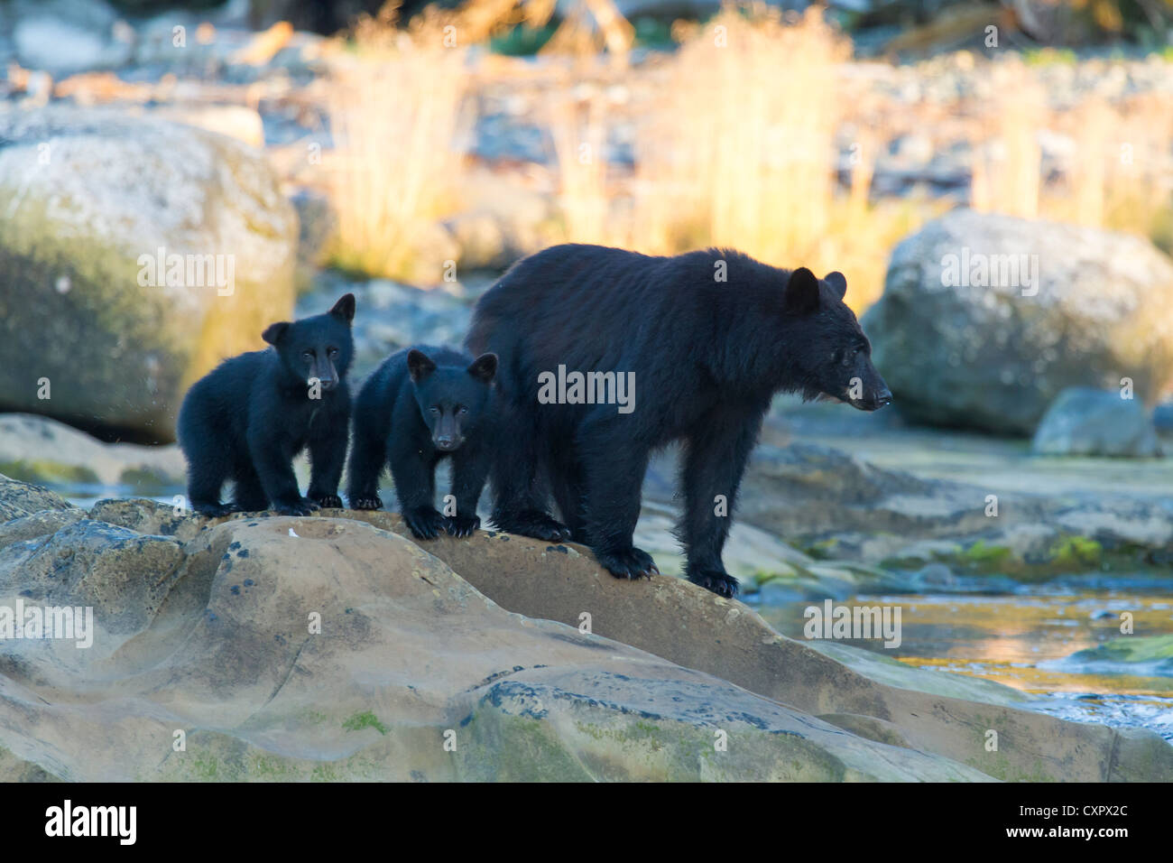 Schwarzer Bär Mutter mit zwei jungen Jungen auf Felsen an der Mündung des Flusses Vancouver Island Kanada keogh Stockfoto