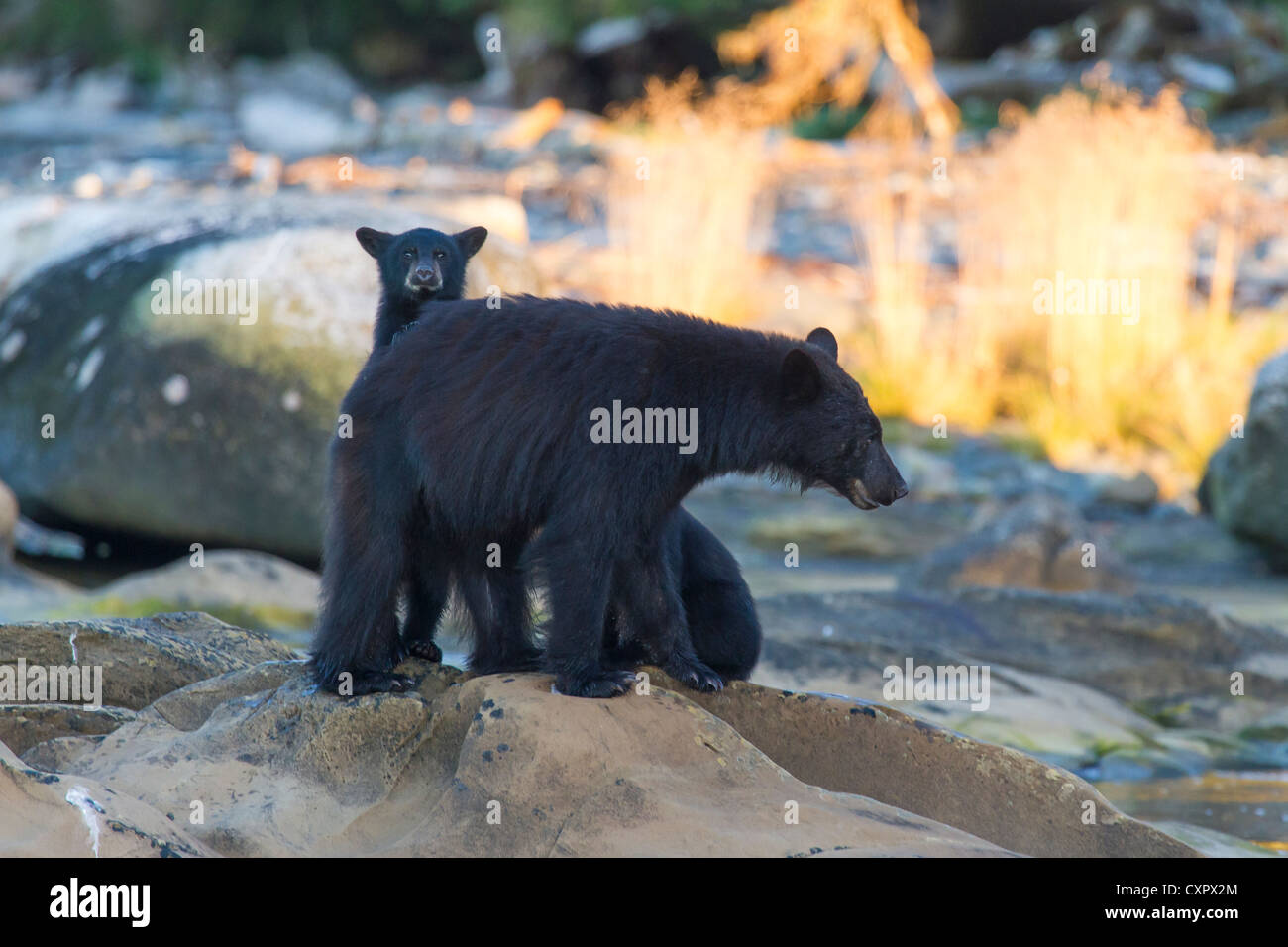 Schwarzer Bär Mutter mit jungen Jungen auf Felsen an der Mündung des Flusses Vancouver Island Kanada keogh Stockfoto