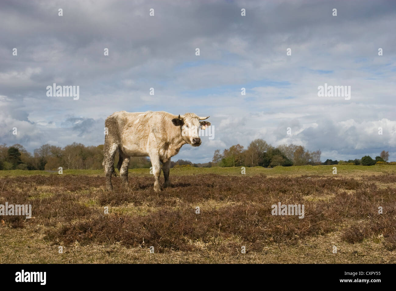 Eine helle gehörnte Kuh in den New Forest durchstreift frei grasen. Die Beweidung hilft, um die Wald-Heide zu verwalten. Stockfoto