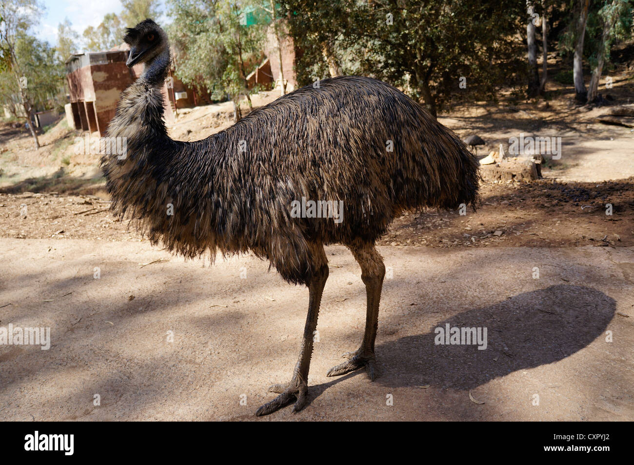 Emu im Zoo in La Reserva Sevilla El Castillo de las Guardas, Spanien (ähnlich wie Strauß). Stockfoto