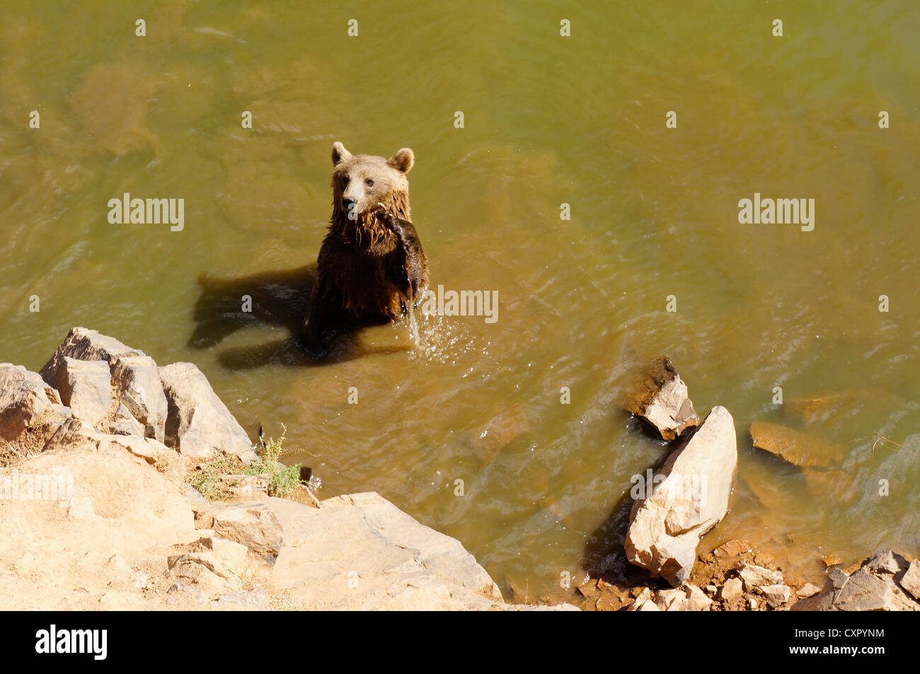Grizzly Bär stehend im Fluss mit dem Essen im Mund mehr Essen im La Reserva Sevilla El Castillo de las Guardas Menschen fordern Stockfoto