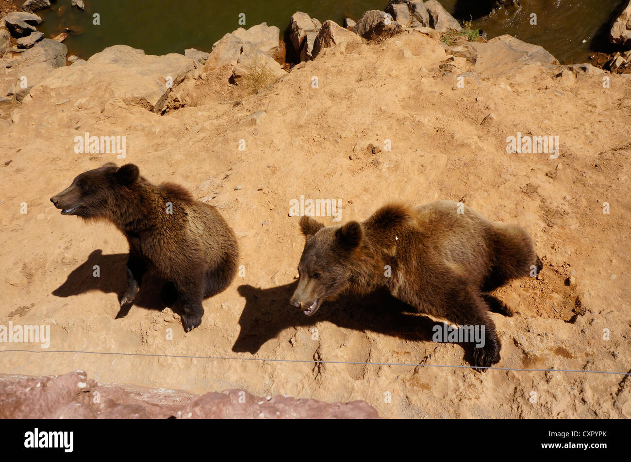 Bär stehend mit dem Essen im Mund fordern Menschen mehr Essen im La Reserva Sevilla El Castillo de las Guardas der Safari-park Stockfoto
