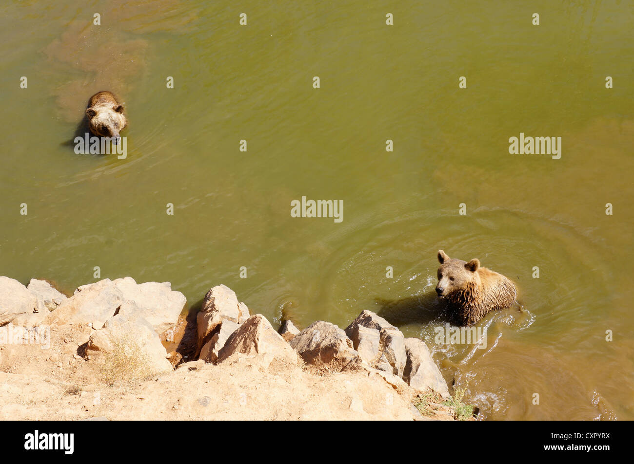 Eine braune Bären OSOS PARDOS (Ursus Arctos), stehend im River an La Reserva Sevilla El Castillo de las Guardas der Safari-park Stockfoto