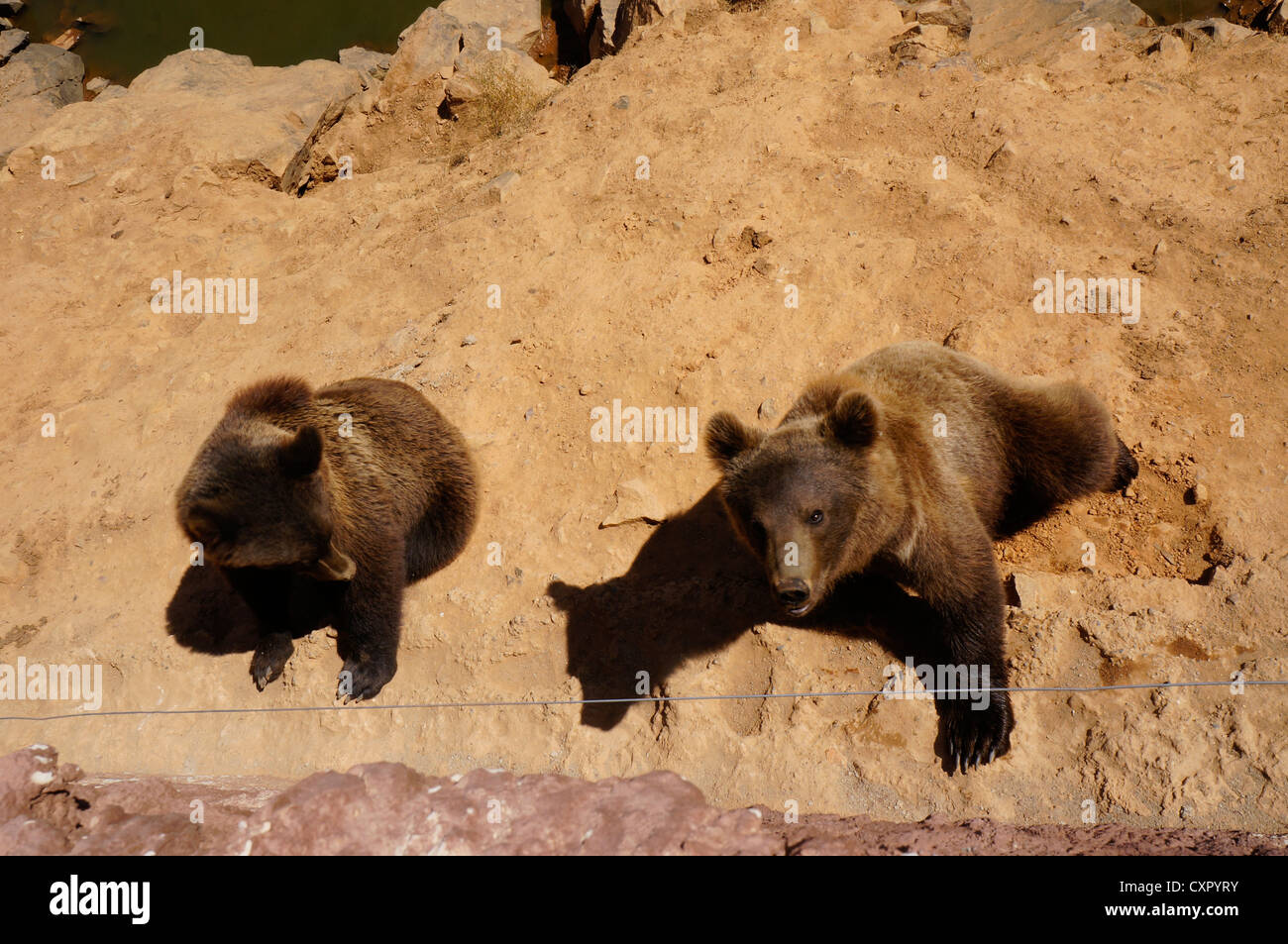 Bär stehend mit dem Essen im Mund fordern Menschen mehr Essen im La Reserva Sevilla El Castillo de las Guardas der Safari-park Stockfoto