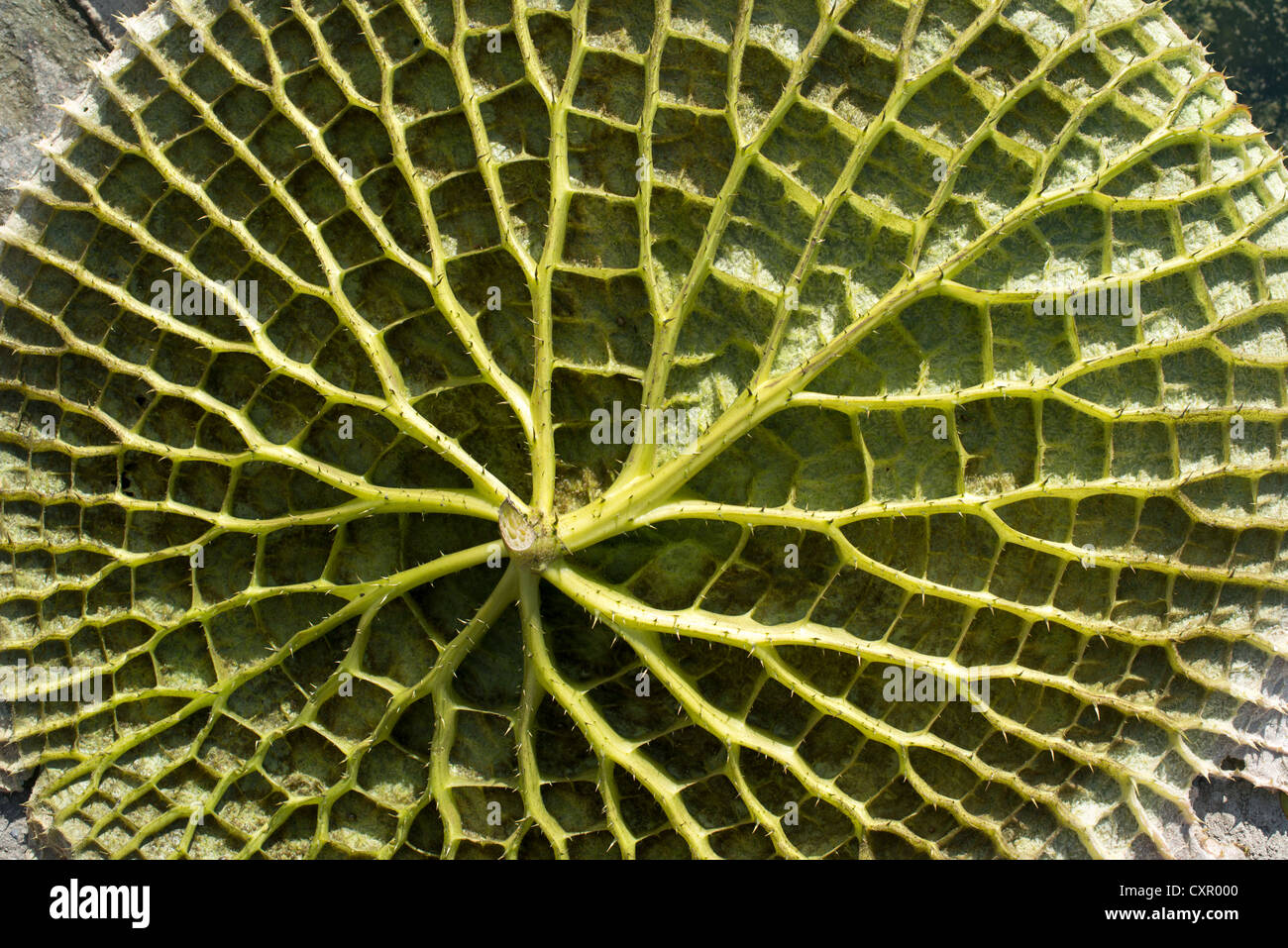 Blatt der eine riesige Seerose (Victoria Amazonica) von unten mit beeindruckender Struktur Stockfoto