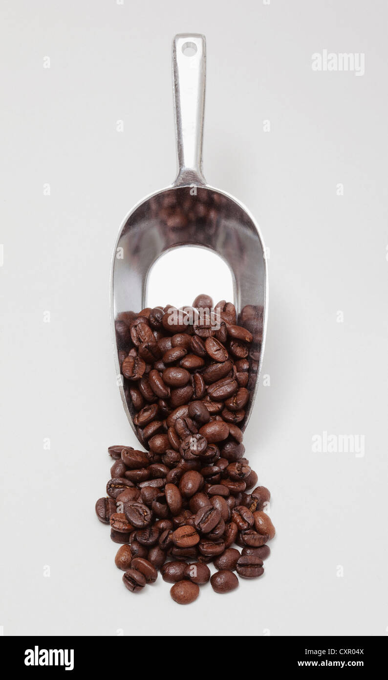 Schaufel Kaffeebohnen Stockfoto