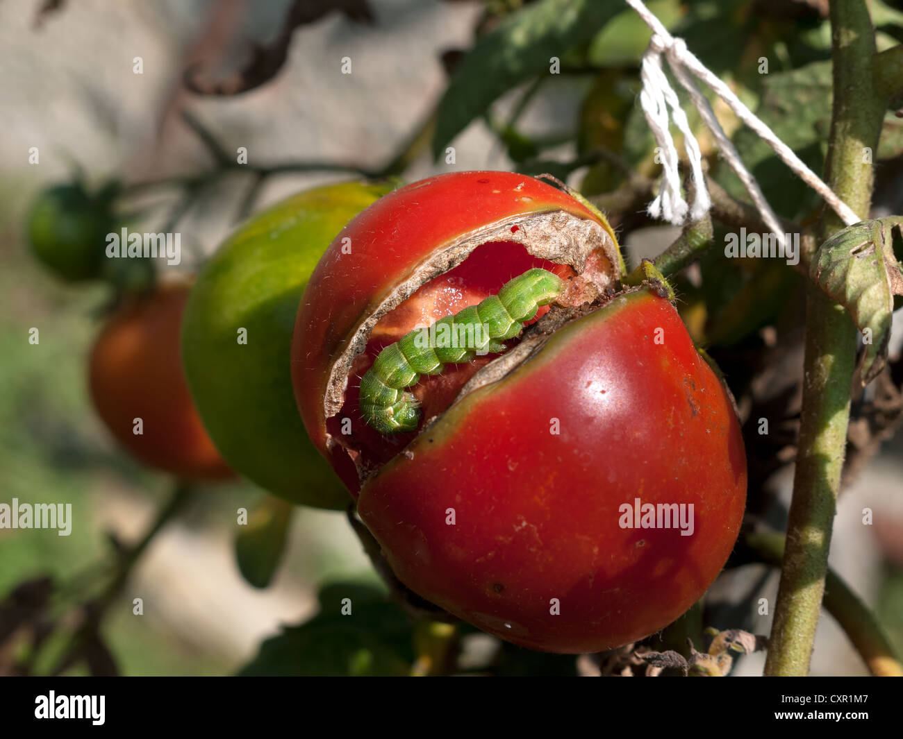 Garten Schädlinge - grüne Looper Raupe Schlemmen auf Tomaten Stockfoto