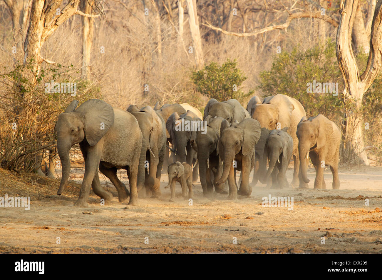 Herde von afrikanischen Elefanten auf der Bewegung, Mana Pools, Simbabwe Stockfoto
