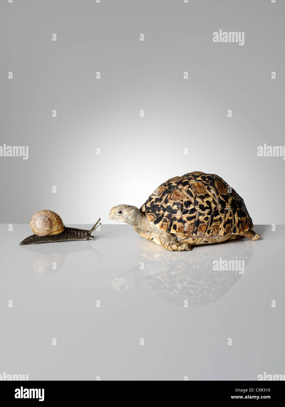 Schnecke und Schildkröte Stockfoto