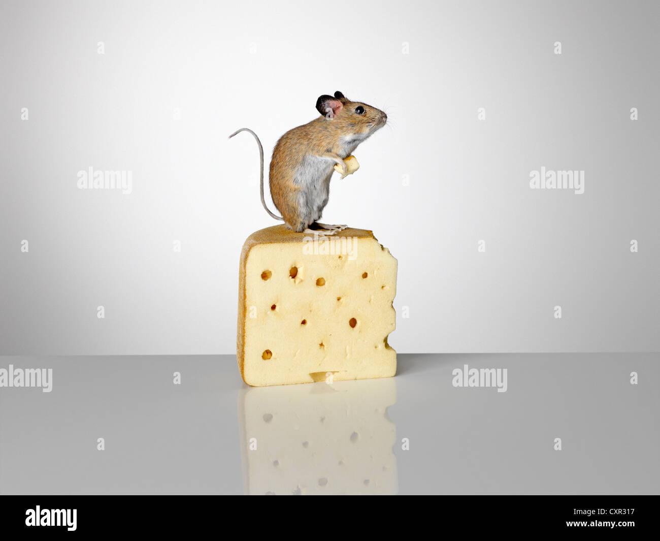 Maus steht auf ein Stück Käse Stockfoto