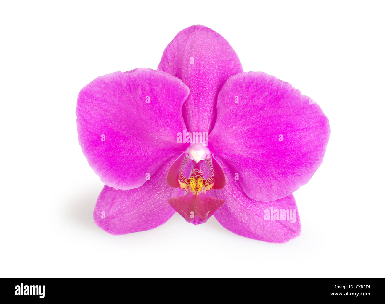 rosa Blume der Orchideen isoliert auf weiss Stockfoto