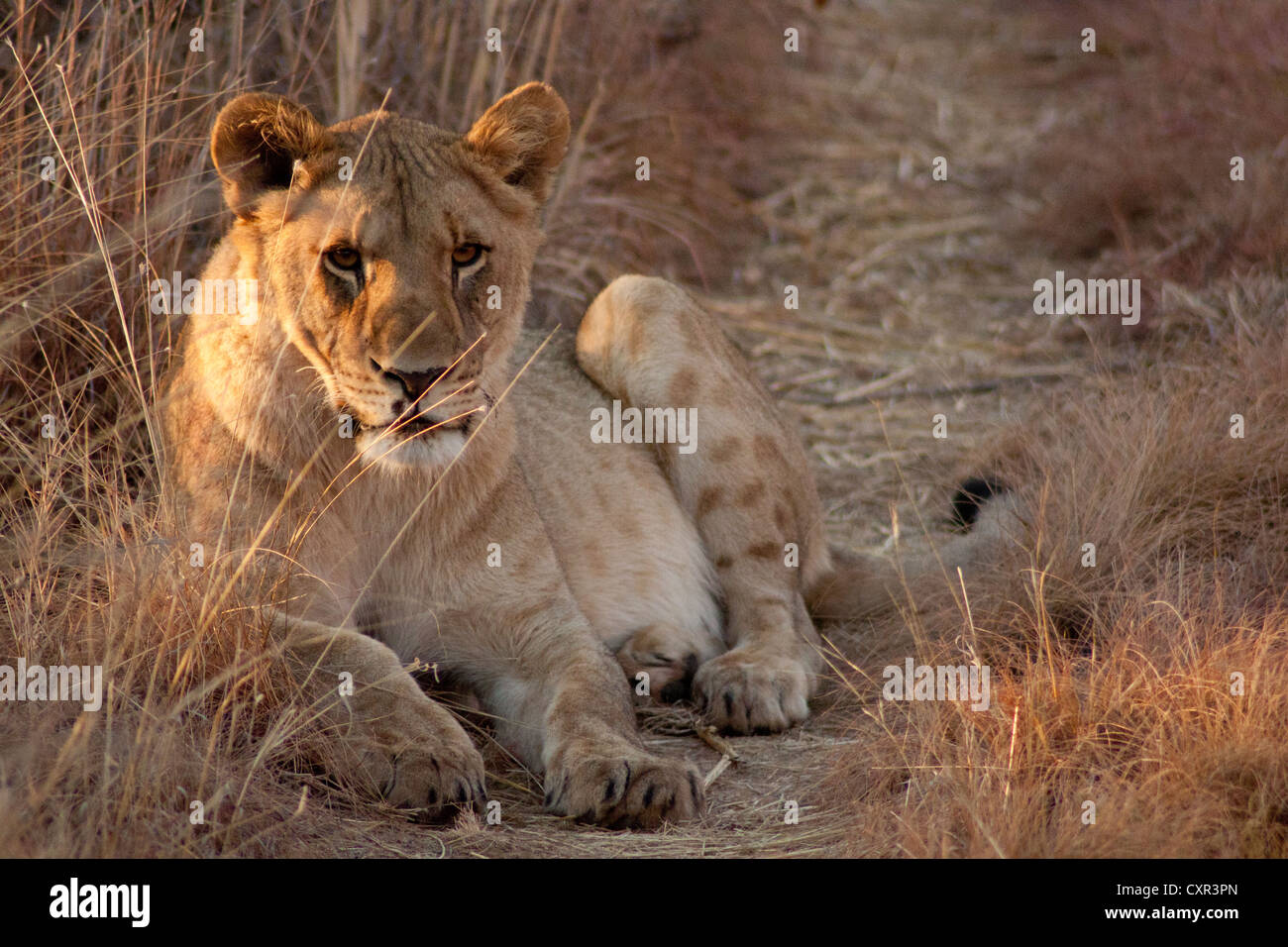 Junge männliche Löwe sitzt auf dem Rand einer Straße mit gelben Sonnenaufgang am Gesicht in afrikanischen Wildfarm. Stockfoto