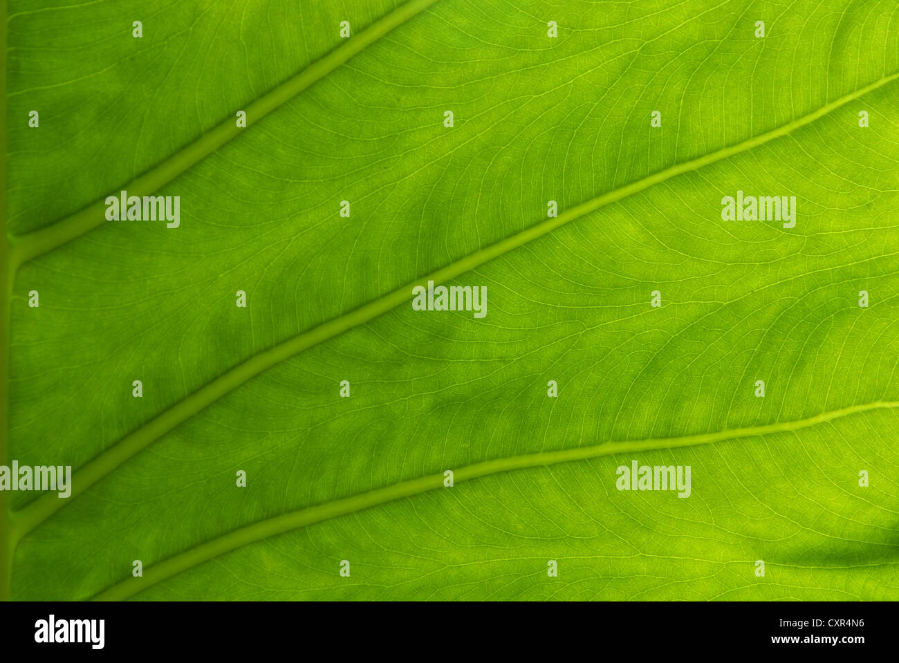 Schließen Sie sich zu einer riesigen Taro, Alocasia oder Elefanten Ohr grünes Blatt-Textur Stockfoto