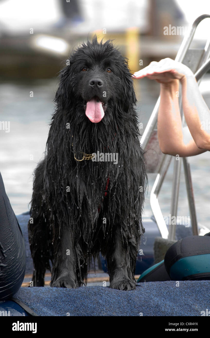 Neufundland Meer Rettung Hundetraining. Stockfoto