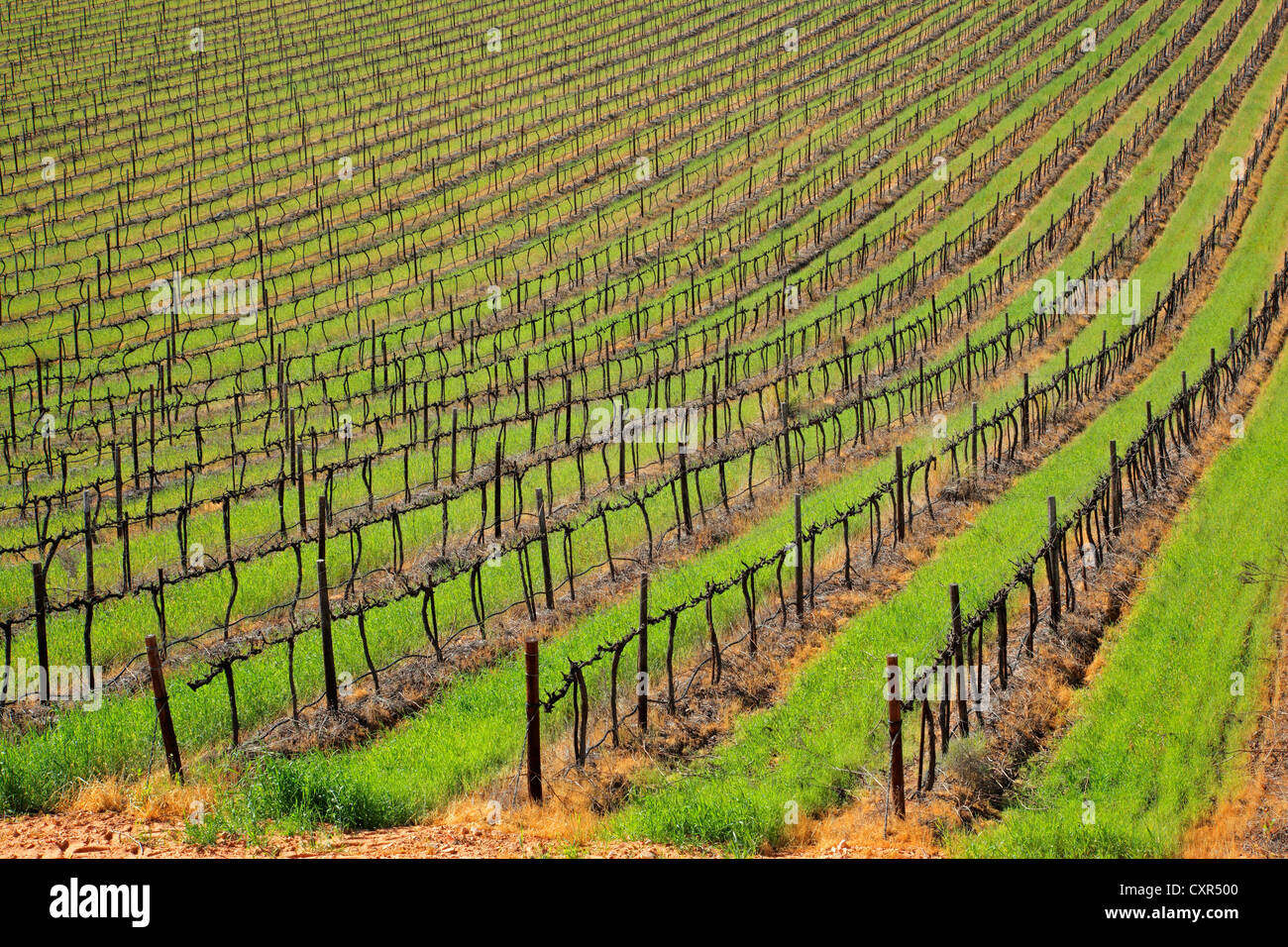 Reihen von Reben und grünen Rasen eines Weinguts, Kapstadt und Umgebung, Südafrika Stockfoto