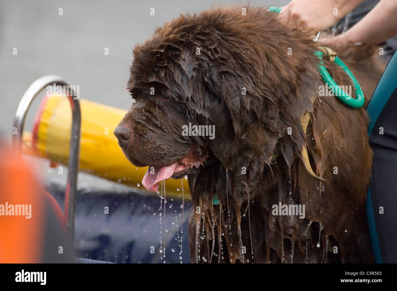 Neufundland Meer Rettung Hundetraining. Stockfoto