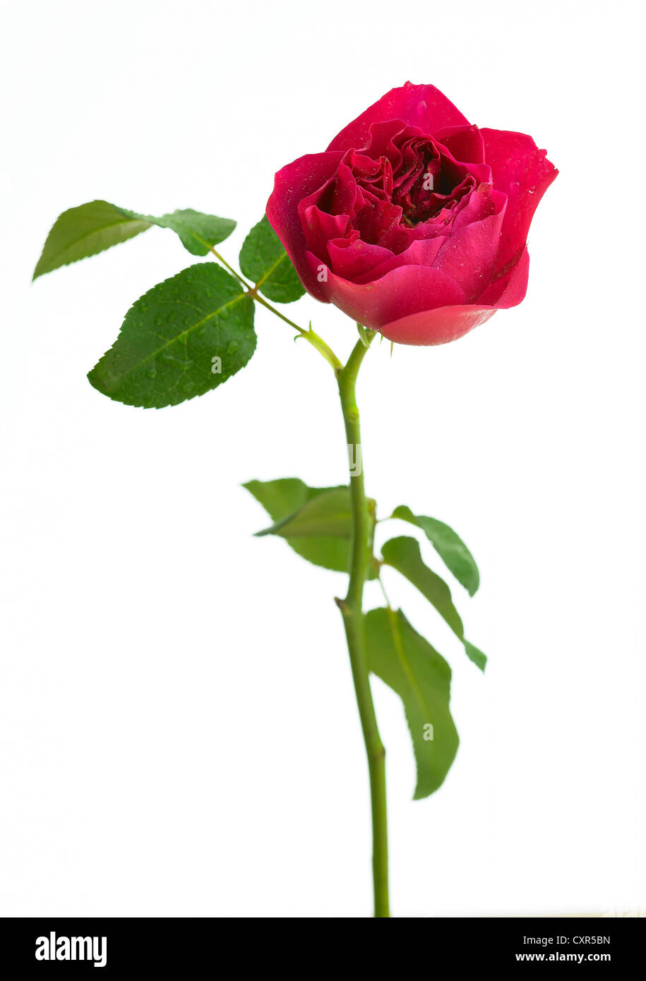 Rosa ' Darcey'Common Name Rose Stockfoto