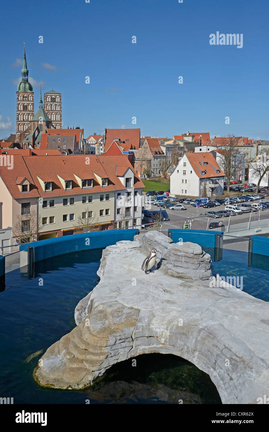 Blick über den Pinguin Verbindung vom Dach des das Ozeaneum in die Altstadt der Hansestadt Stralsund, UNESCO-Welt Stockfoto