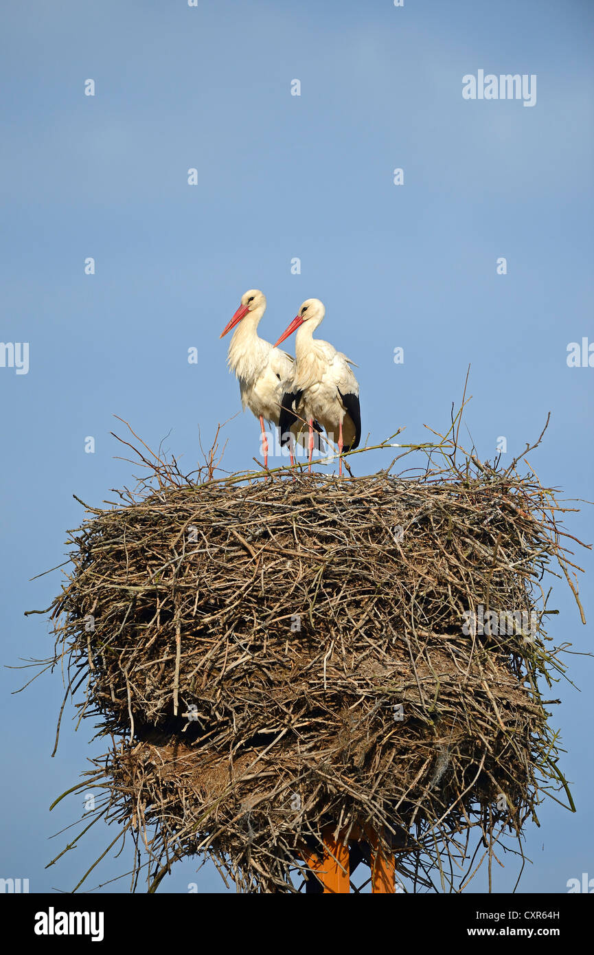 Weißstörche (Ciconia Ciconia), thront auf Nest, Storch Dorf Linum, Brandenburg, Deutschland, Europa, PublicGround Stockfoto