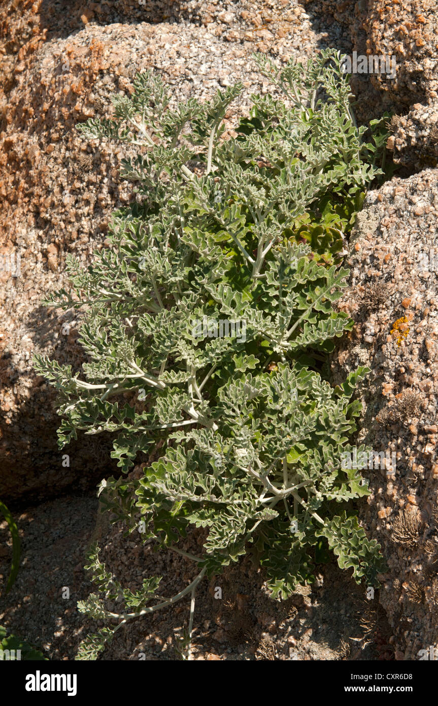 Silber-Kreuzkraut (Jacobaea Maritima), äußere Gallura, Palau, Sardinien, Italien, Europa Stockfoto