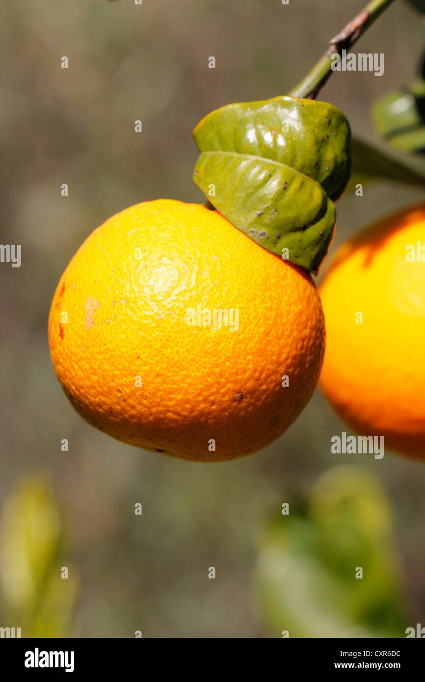 Orange oranges sicily Fotos und Bildmaterial in hoher Auflösung Alamy