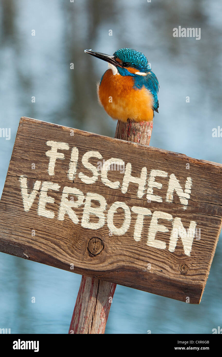 Eisvogel (Alcedo Atthis), thront auf einer deutschen "keine Fischerei" Zeichen, Tratzberg Landschaftsschutzgebiet, Tirol, Austria, Europe Stockfoto