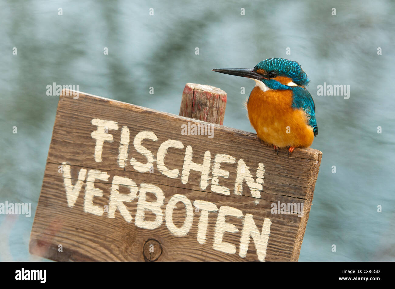 Eisvogel (Alcedo Atthis), thront auf einer deutschen "keine Fischerei" Zeichen, Tratzberg Landschaftsschutzgebiet, Tirol, Austria, Europe Stockfoto
