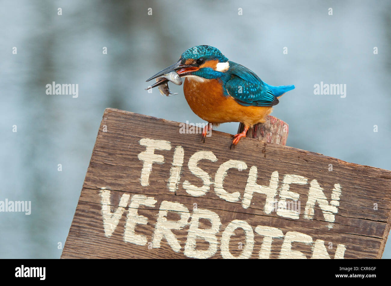 Eisvogel (Alcedo Atthis), thront auf einer deutschen "keine Fischerei" Zeichen, Tratzberg Landschaftsschutzgebiet, Tirol, Austria, Europe Stockfoto