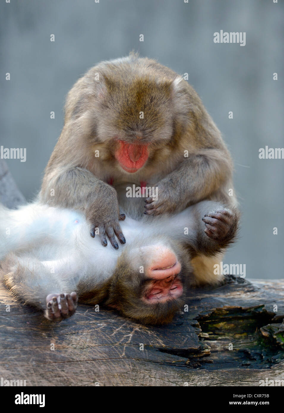 Japanischen Makaken (Macaca Fuscata), Pflege, soziales Verhalten, ursprünglich aus Japan, in Gefangenschaft, Baden-Württemberg Stockfoto