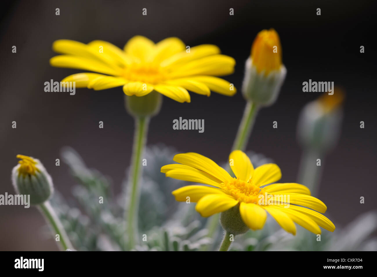 Gelbe Bush Daisy (Euryops Actinobakterien), Südafrika Stockfoto