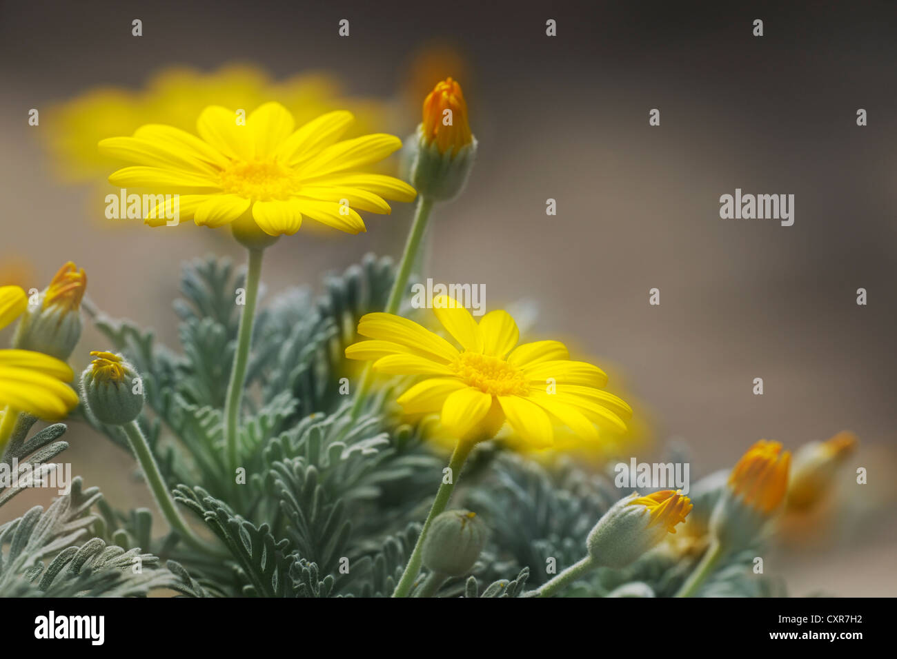 Gelber Bush Daisy (Euryops Actinobakterien), doppelte Belichtung, Südafrika Stockfoto