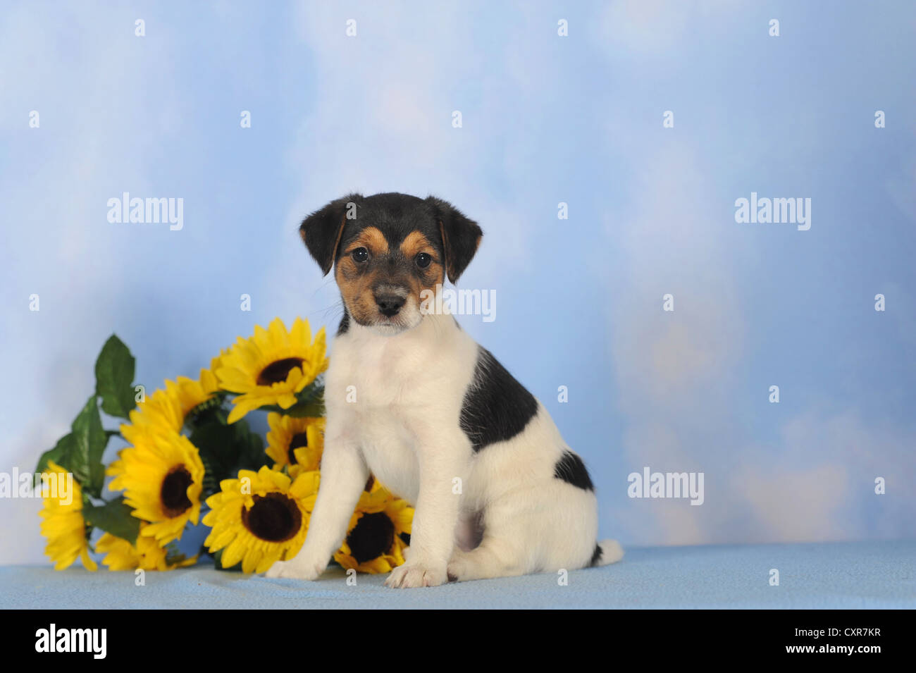 Parson Russell Terrier sitzt neben Sonnenblumen Stockfoto