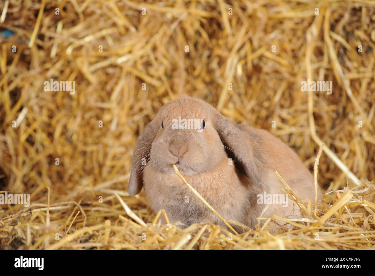 Brauner Zwerg englische Lop Kaninchen sitzen in Stroh und knabbert an einem Stiel Stockfoto