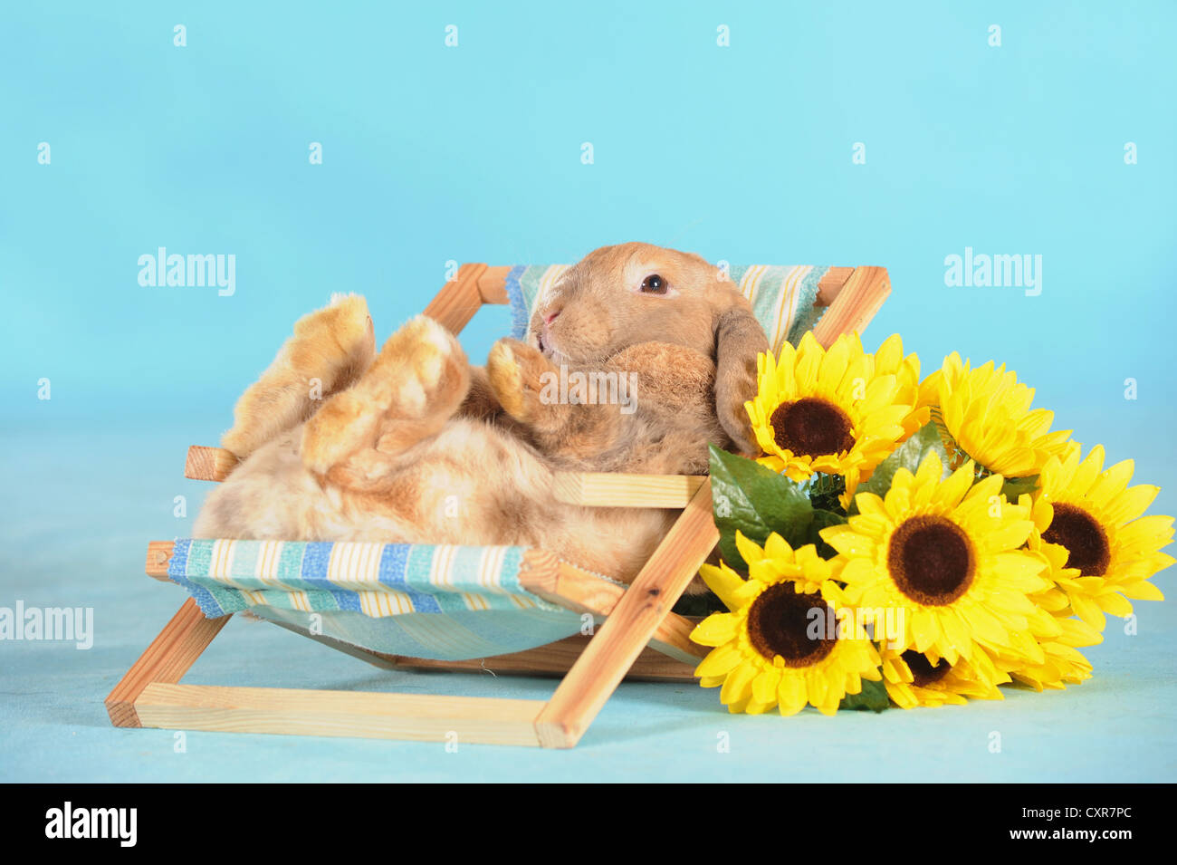 Brauner Zwerg englische Lop Kaninchen liegen in einem Mini-Liegestuhl neben Sonnenblumen Stockfoto