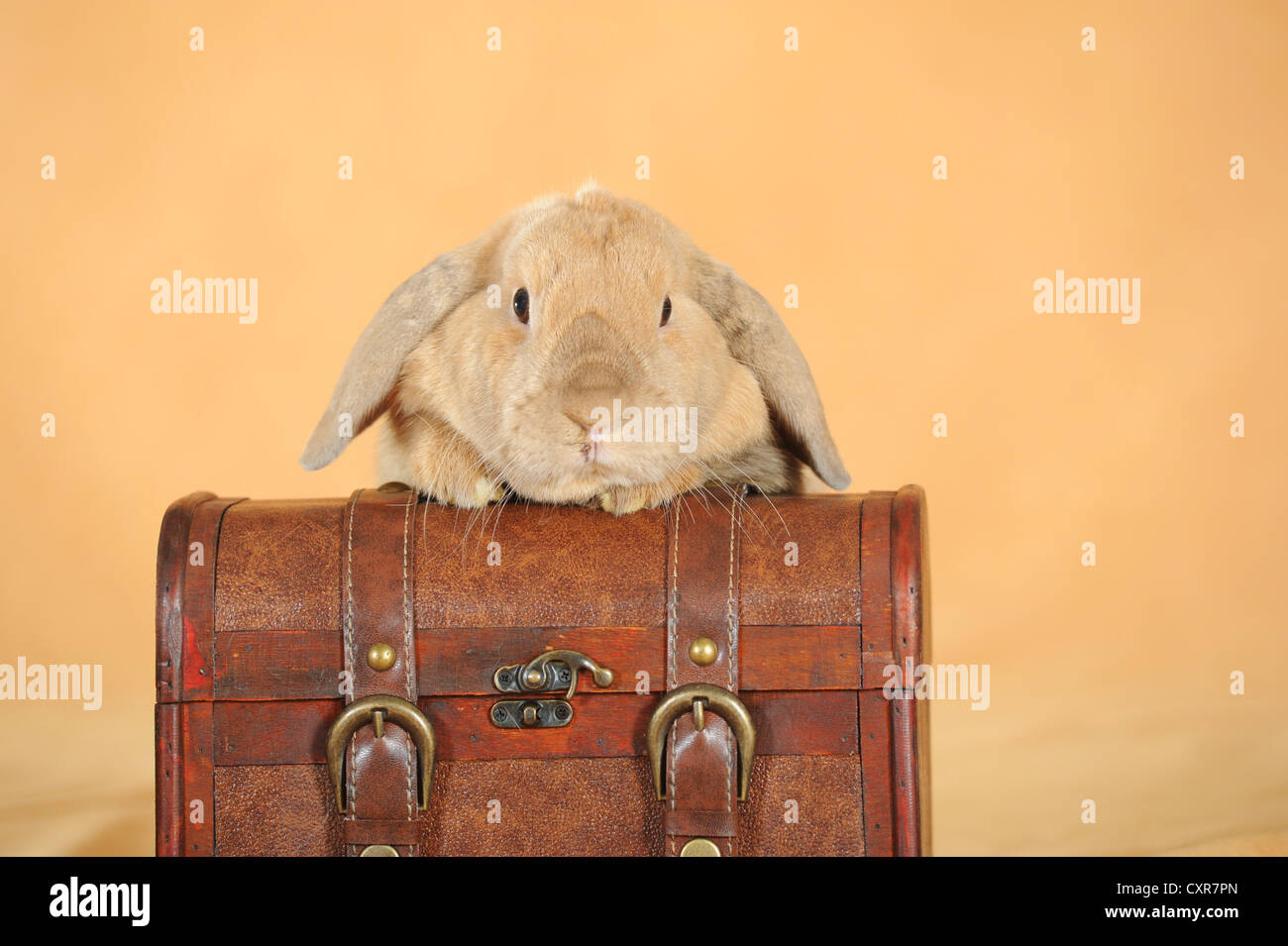 Brauner Zwerg englische Lop Kaninchen stützte sich auf einen Koffer Stockfoto