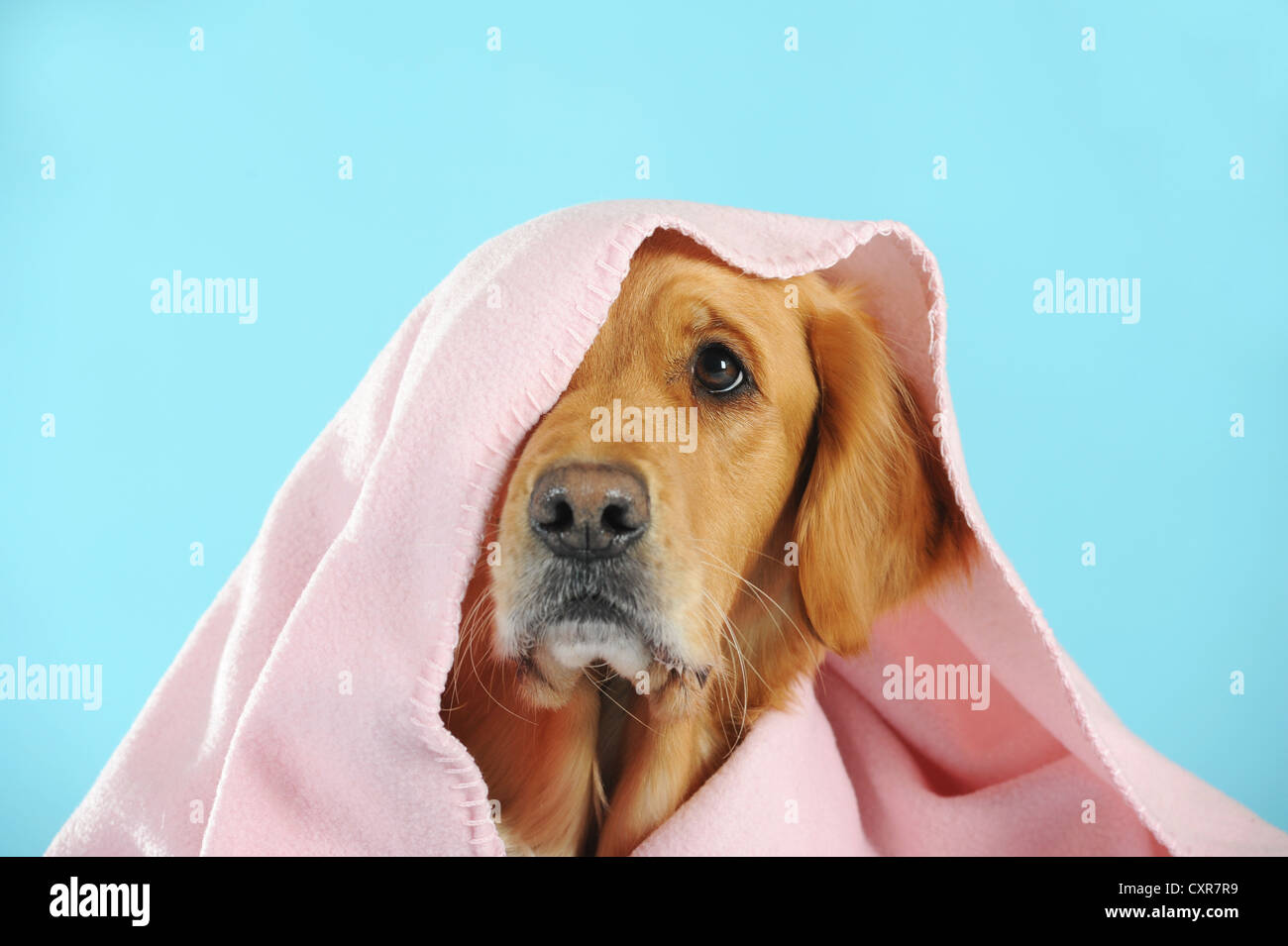 Golden Retriever, Porträt mit einer rosa Decke auf den Kopf Stockfoto