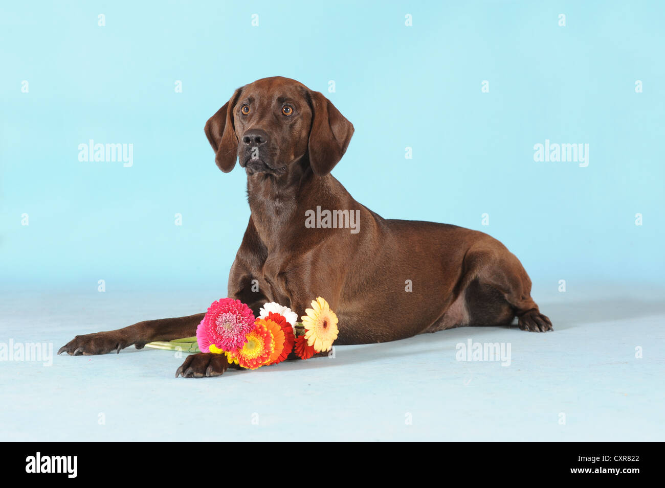 Mischlingshund, Weimaraner, Labrador und Ridgeback, mit Gerbera Blumen Stockfoto