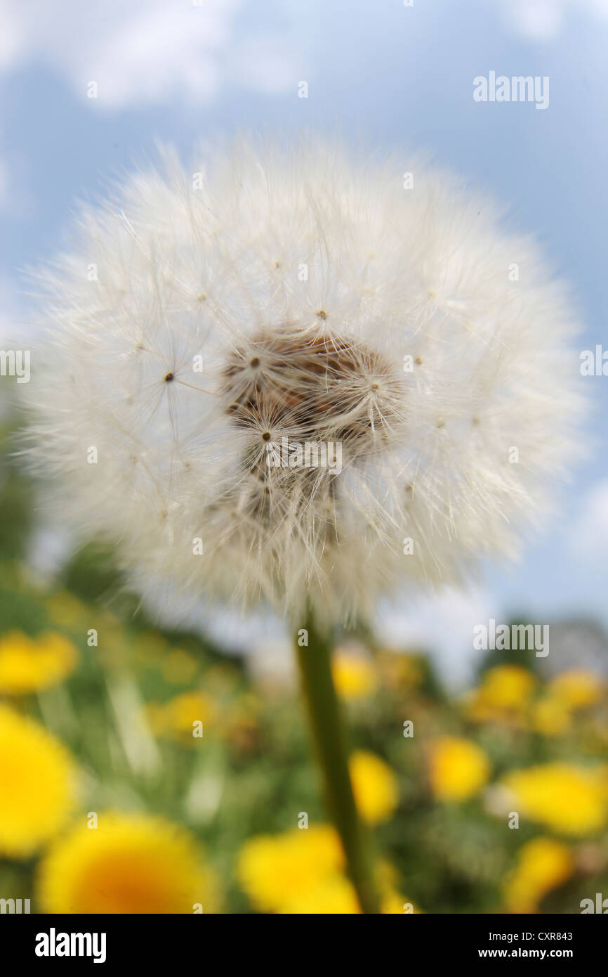 Löwenzahn Uhr oder Pusteblumen (Taraxacum Sect. Ruderalia) auf einer Wiese unter blauem Himmel Stockfoto