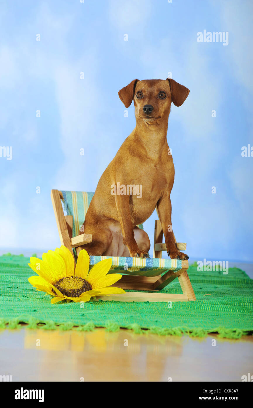 Zwergpinscher, sitzt auf einem Miniatur-Liegestuhl neben einer Sonnenblume Stockfoto