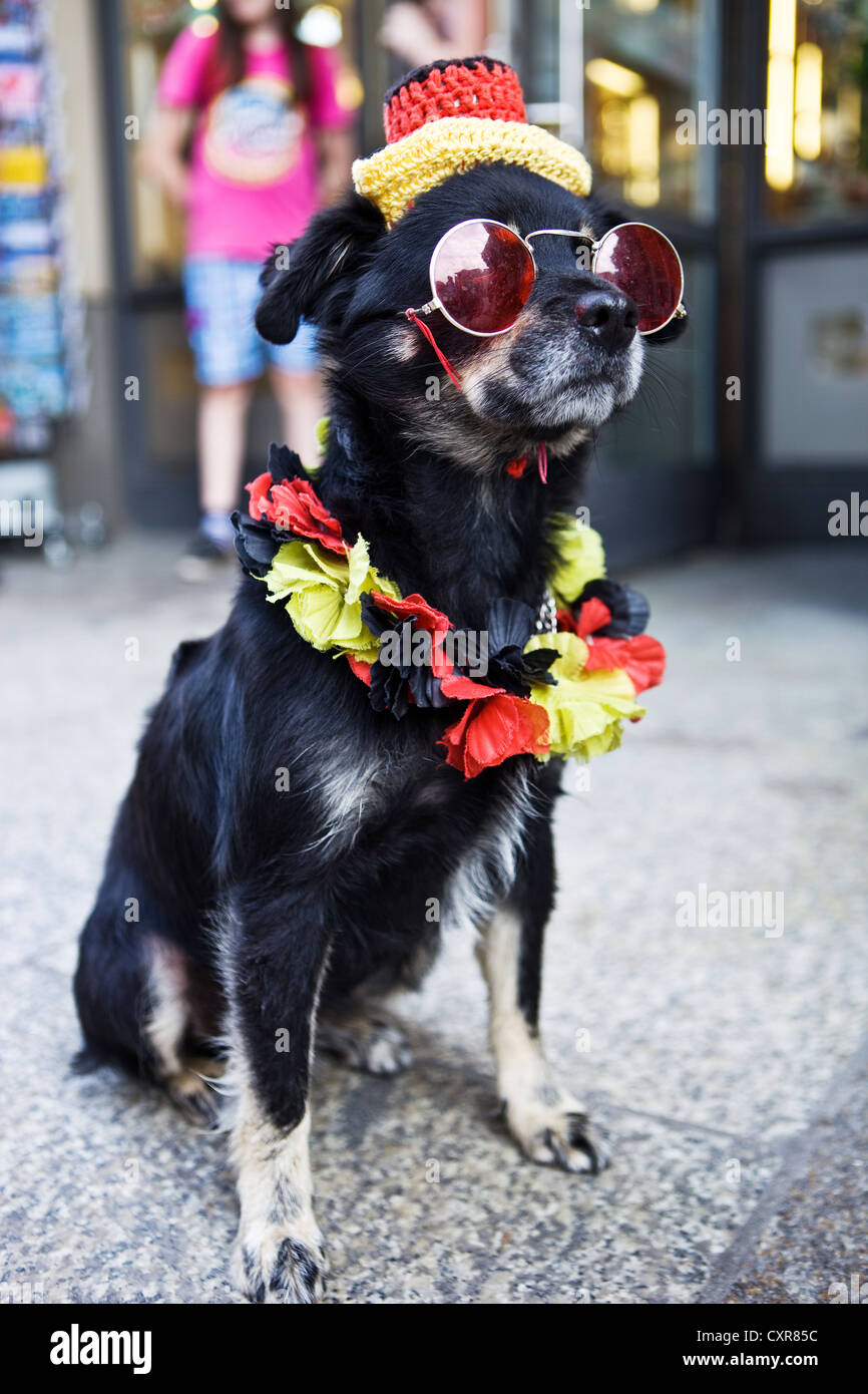 Hund mit Sonnenbrille, Hut und Dekorationen in den deutschen Nationalfarben für die Euro 2012 Fußball-Meisterschaft, Deutschland, Europa Stockfoto