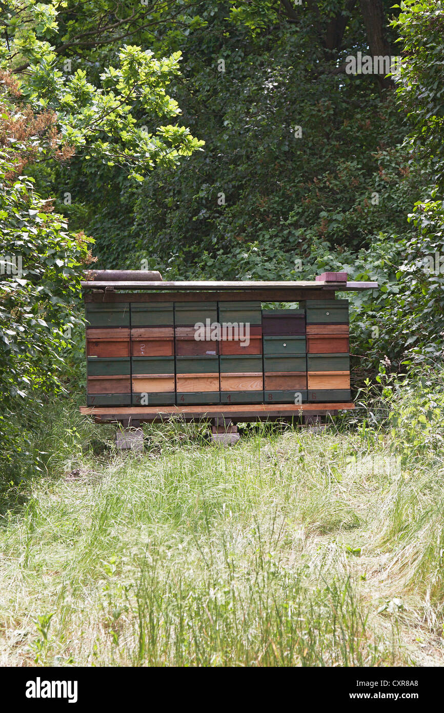 Imkerei, Bienenzucht, Kaiser Wilhelm Memorial Friedhof, Bezirk Charlottenburg, Berlin, Deutschland, Europa Stockfoto