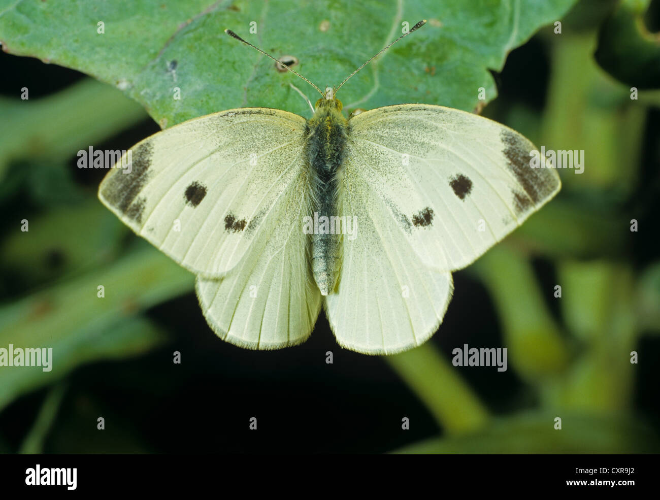Großer weißer Schmetterling, Pieris Brassicae, settled Flügel auf ein Kohlblatt öffnen Stockfoto