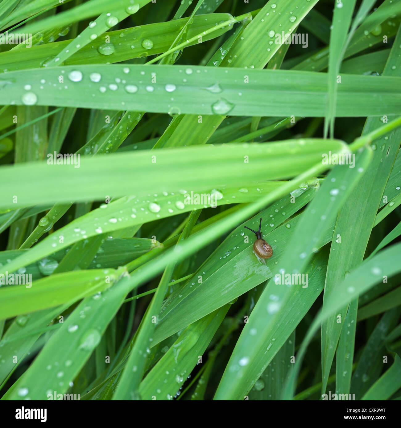 Grüne Natur Hintergrund mit nasses Laub und kleine Schnecke Stockfoto