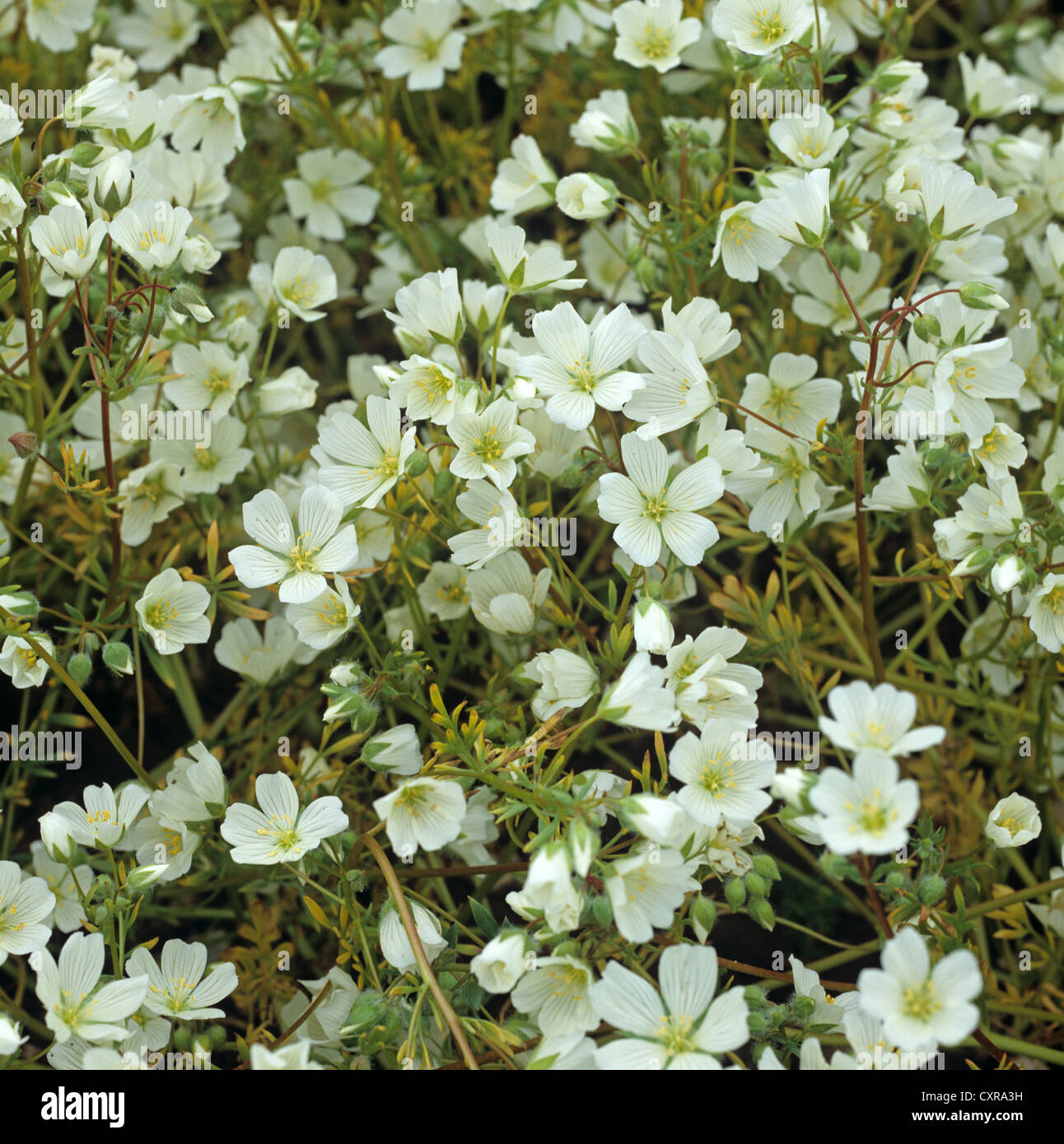 Weiße Meadowfoam, Limnanthes Alba, Ernte in voller Blüte Stockfoto