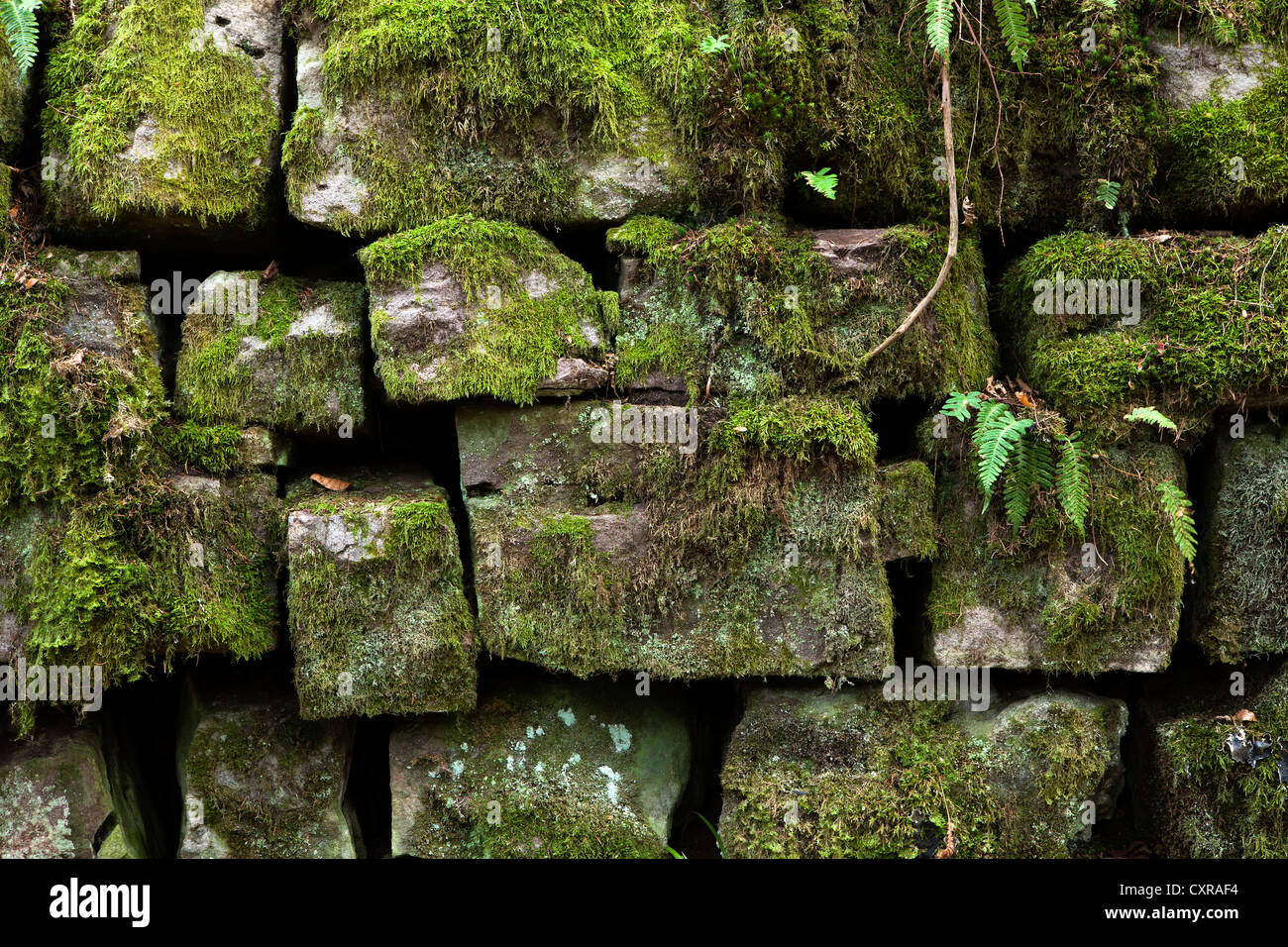 Steinmauer auf einem Wanderweg zur Wutachschlucht Schlucht, Schwarzwald, Baden-Württemberg, Deutschland, Europa Stockfoto