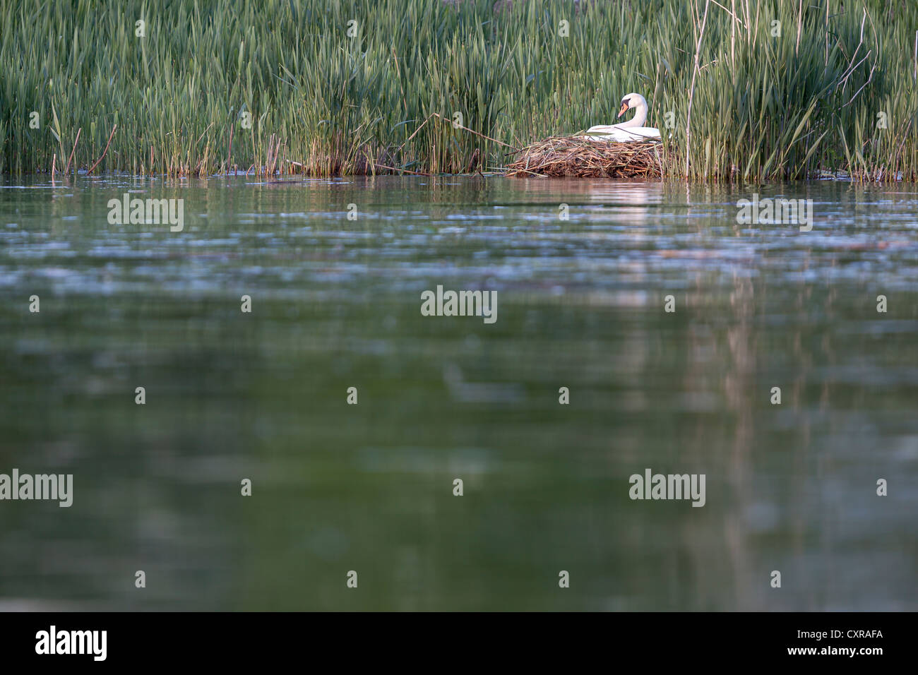 Schwanennest am Ufer des Bodensees, Insel Reichenau, Baden-Württemberg, Deutschland, Europa Stockfoto