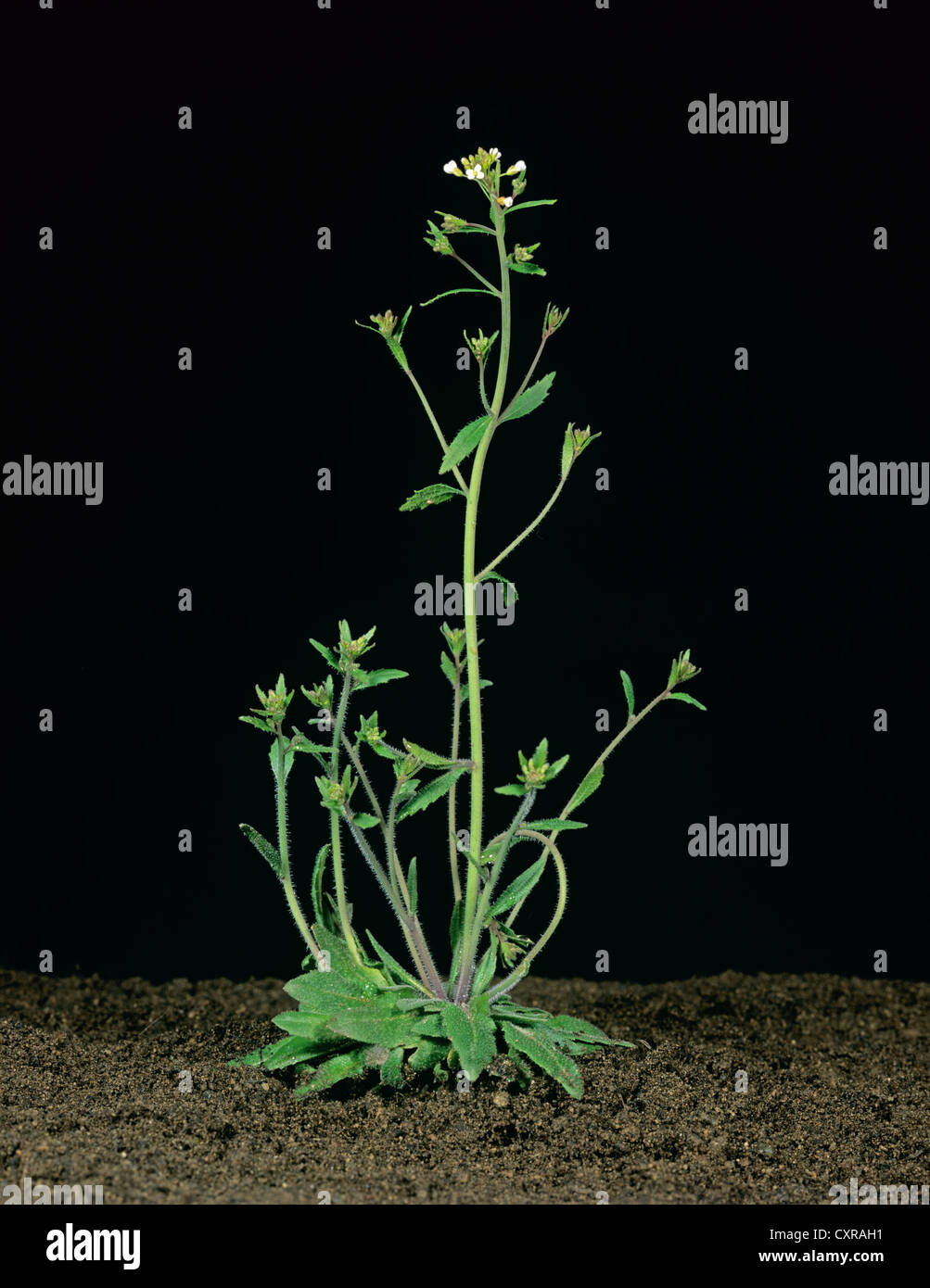 Thale Kresse (Arabidopsis Thaliana) blühende Pflanze in genetische Experimente verwendet Stockfoto