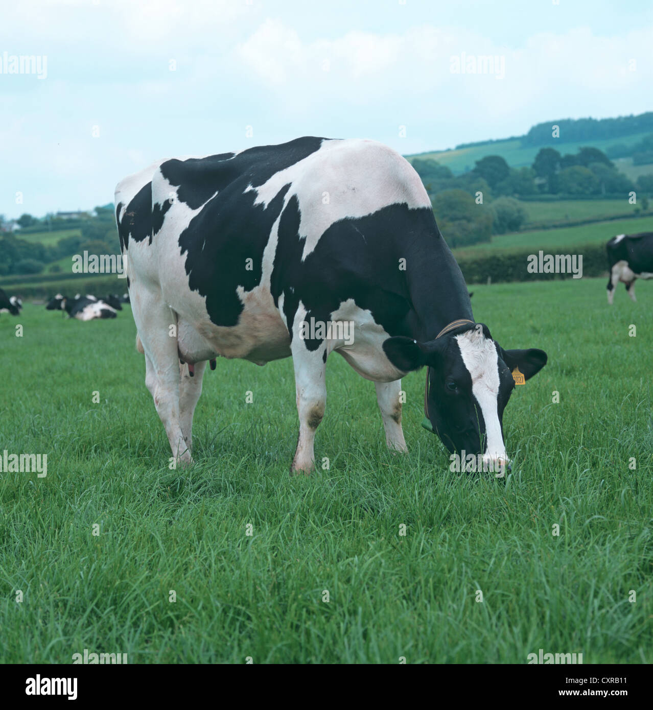 Holstein-Friesian Kühe in Milch auf Rasen Weide, Devon Stockfoto