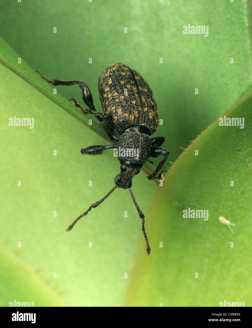 Erwachsene Dickmaulrüssler Otiorhynchus Sulcatus, eine schwere Pest von Topf und Container einige Sträucher und Zierpflanzen angebaut Stockfoto